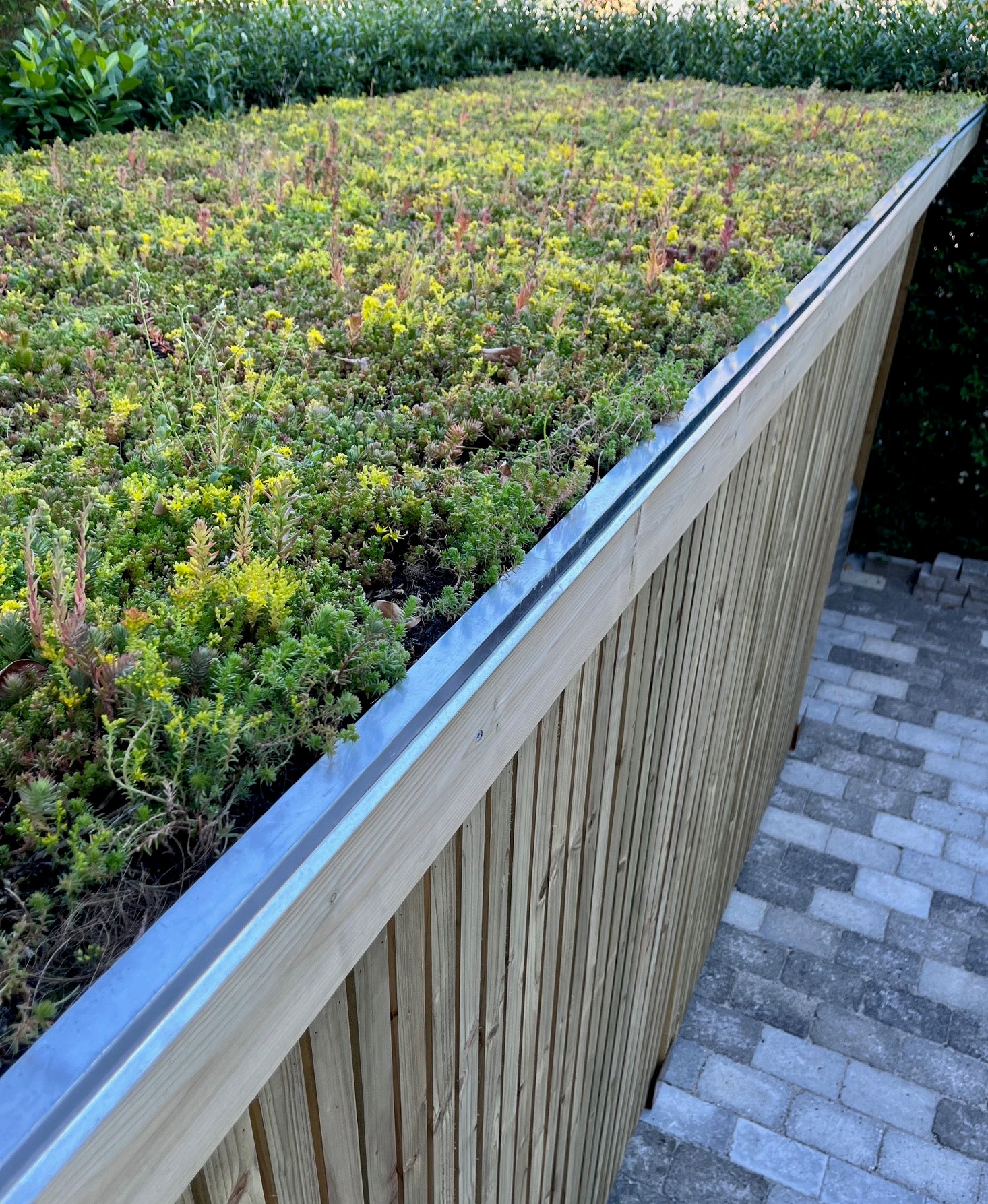 Sedumbakker - Ecoflora™