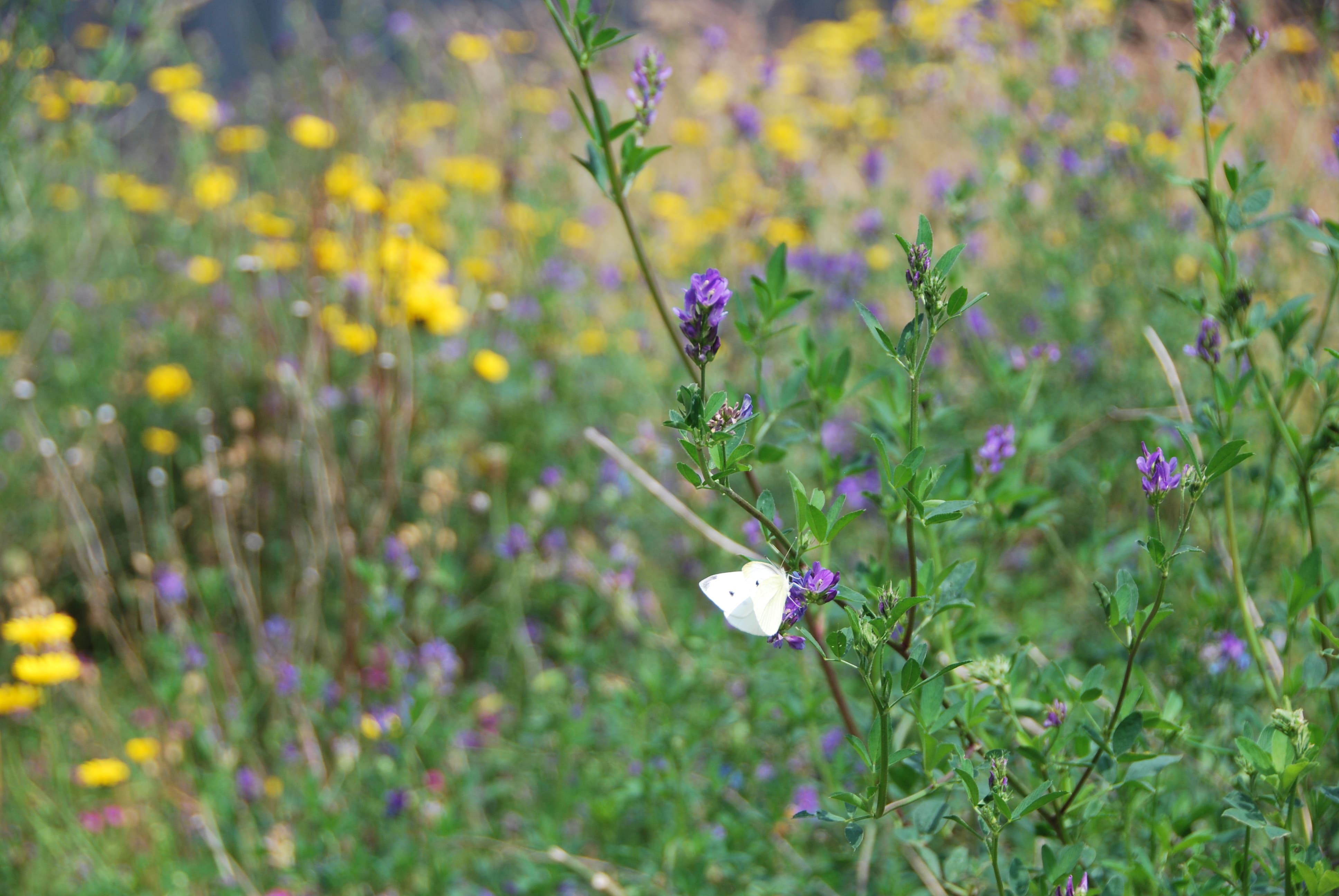 Biodiversitetsmåtte - NordicWild™