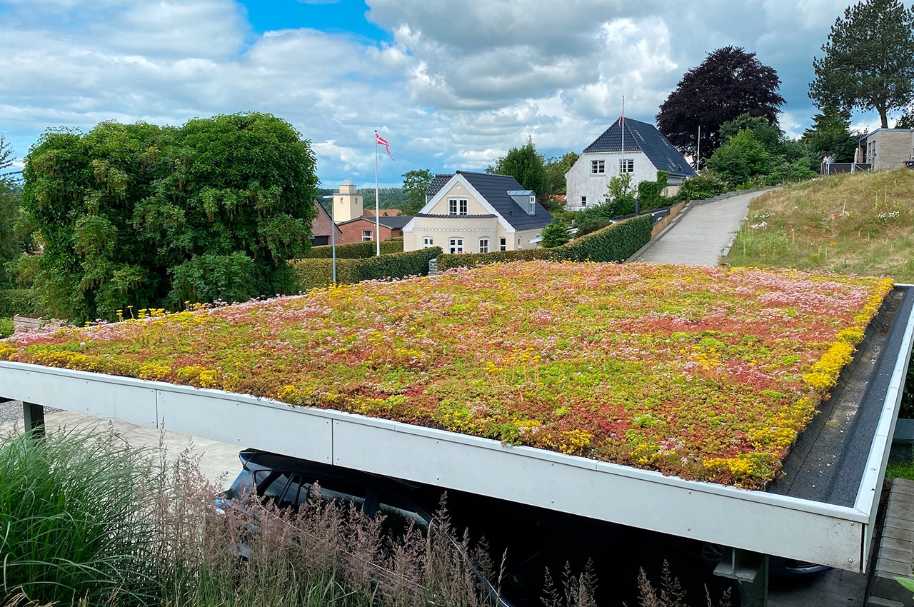 Sedumbakker - Ecoflora™