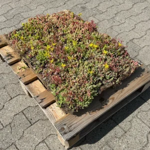 Wildflower Sedumbakke (0-25 gr °)